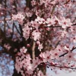 2024 벚꽃 개화 시기 : 벚꽃을 볼 수 있는 최적의 시기